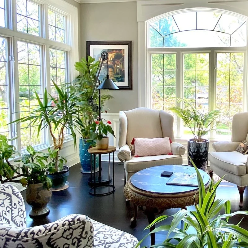 Plantas de interior fáciles que aportan frescura y vida al hogar